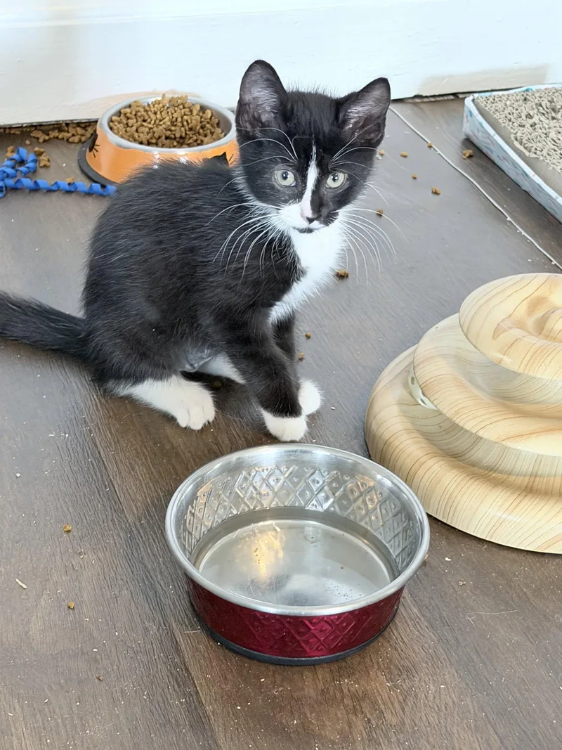 A baby medium-sized female Domestic Short Hair cat named S.Pellegrino for adoption in Trenton, NJ