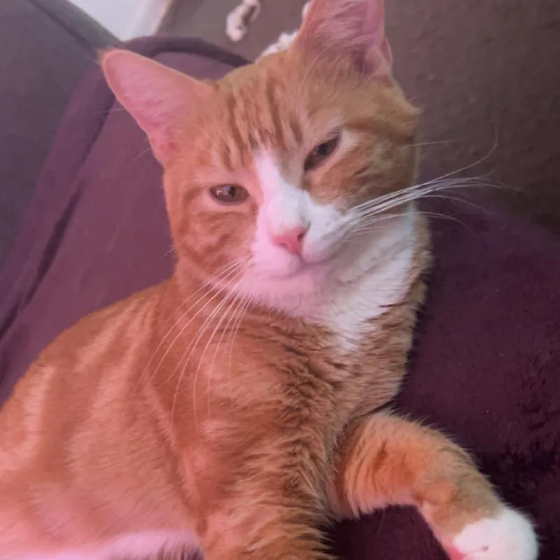 Oliver
