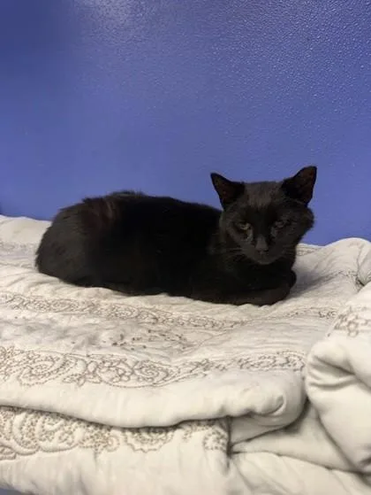 An adult small-sized male Domestic Short Hair cat named First Responder for adoption in West Chester, PA