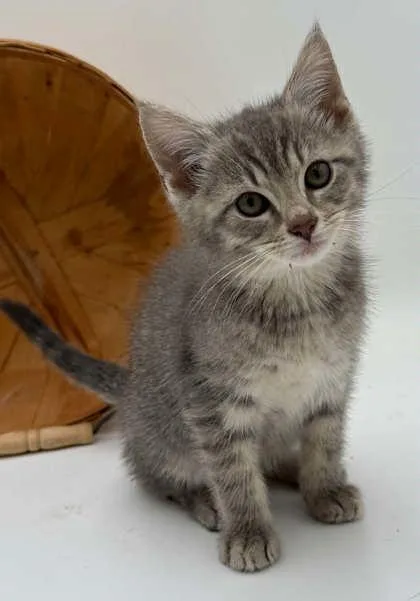 A young small-sized male Domestic Short Hair cat named Heath for adoption in Bowling Green, KY