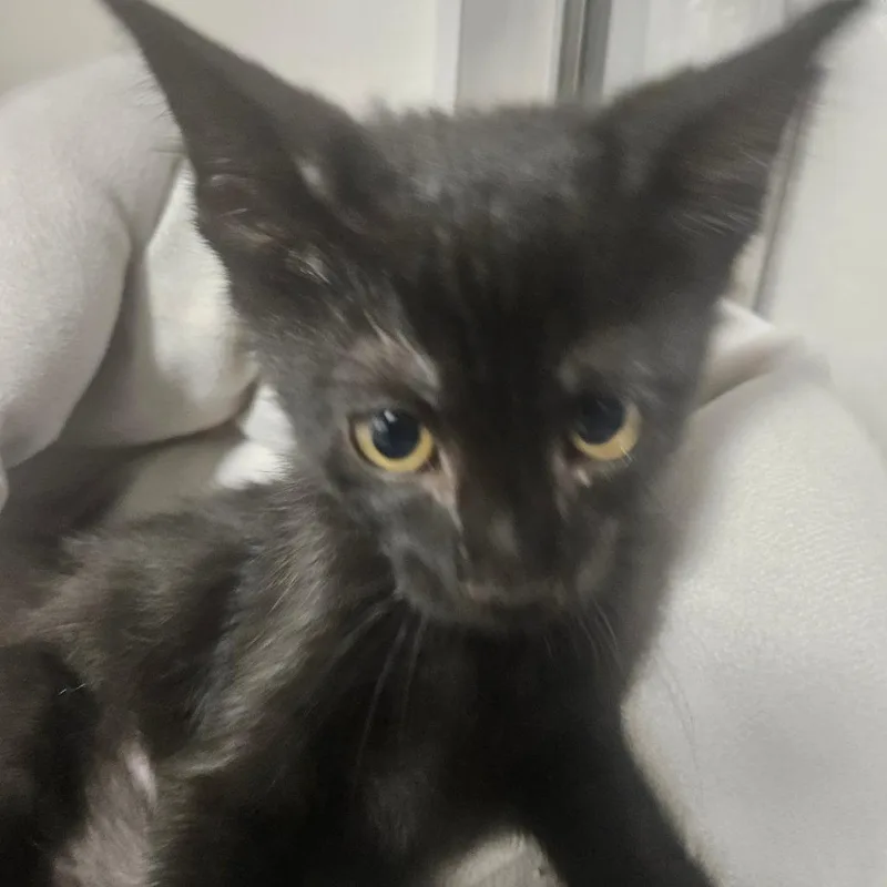 A baby small-sized male Black Domestic Short Hair cat named Chum chum for adoption in Grantsville, UT