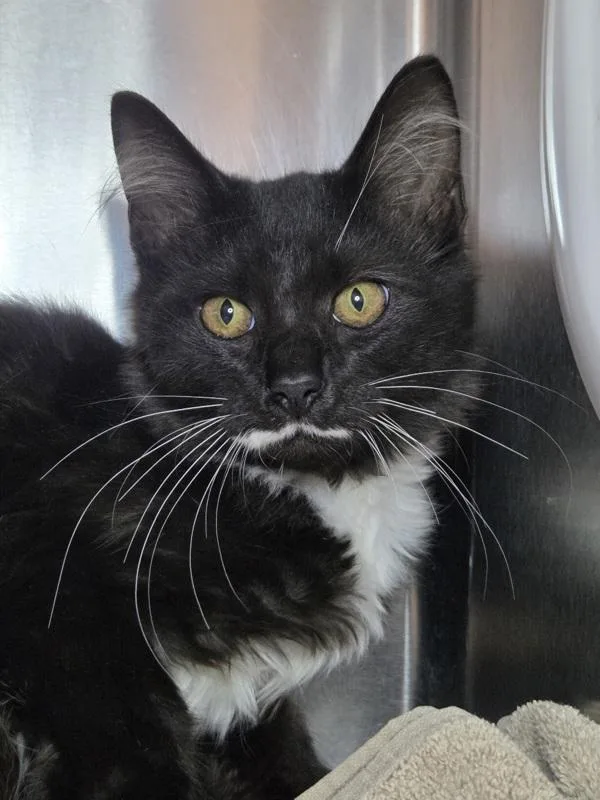 A baby medium-sized male Domestic Medium Hair cat named Spectre for adoption in Millersville, MD