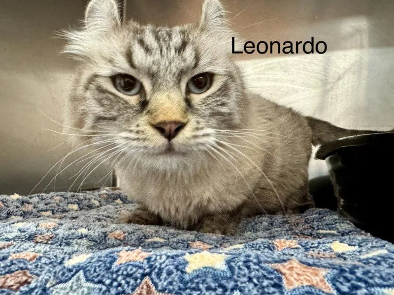An adult small-sized male Black Snowshoe cat named Leo for adoption in Saint George, UT