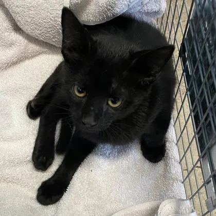A young medium-sized male Black Domestic Short Hair cat named Soft Pretzel for adoption in Austin, TX