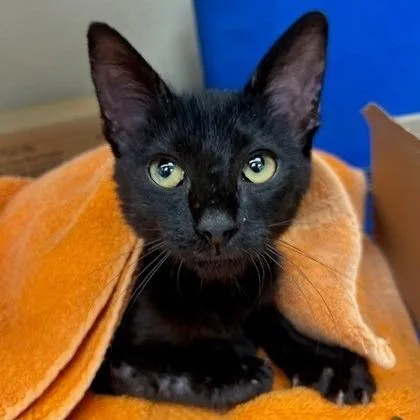 Soft Pretzel thumbnail 2