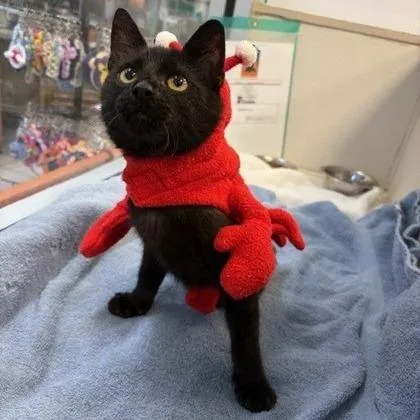 Soft Pretzel thumbnail 3