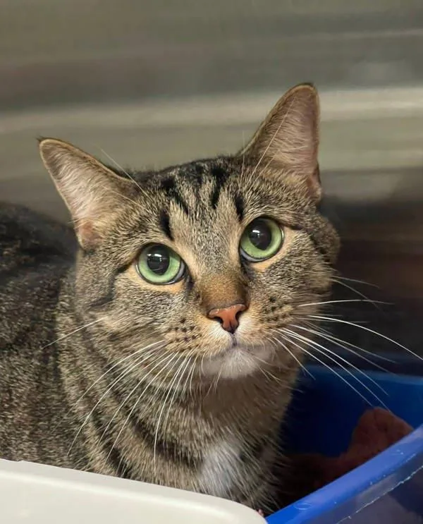 An adult medium-sized male Domestic Short Hair cat named Arlo for adoption in Millersville, MD