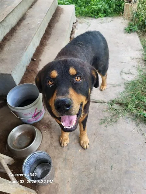 A young large-sized male Rottweiler dog named Castle for adoption in San Antonio, TX