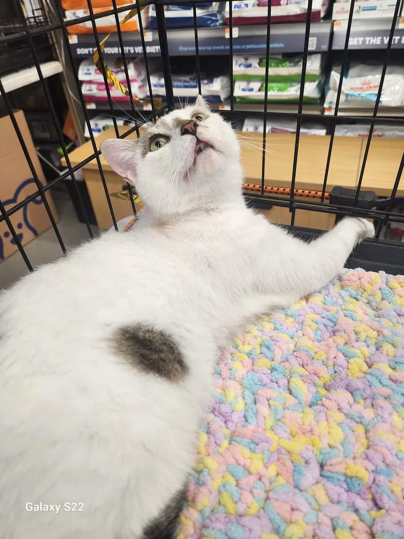 Chardonnay thumbnail 3