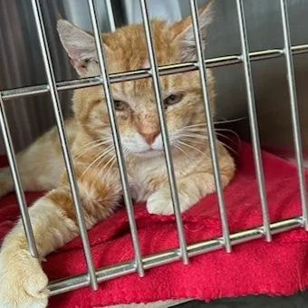 A senior large-sized male Orange / Red Domestic Short Hair cat named Tang for adoption in Knoxville, TN
