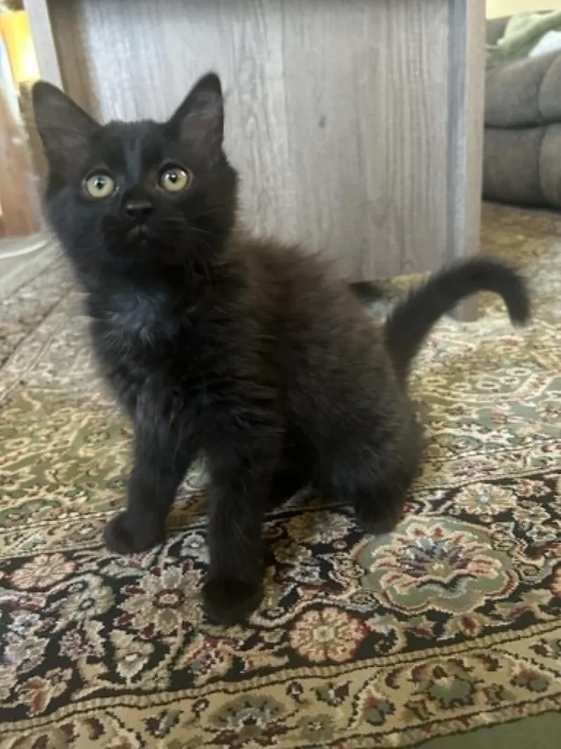 A baby small-sized male Black Domestic Long Hair cat named Catapult for adoption in New Bedford, MA