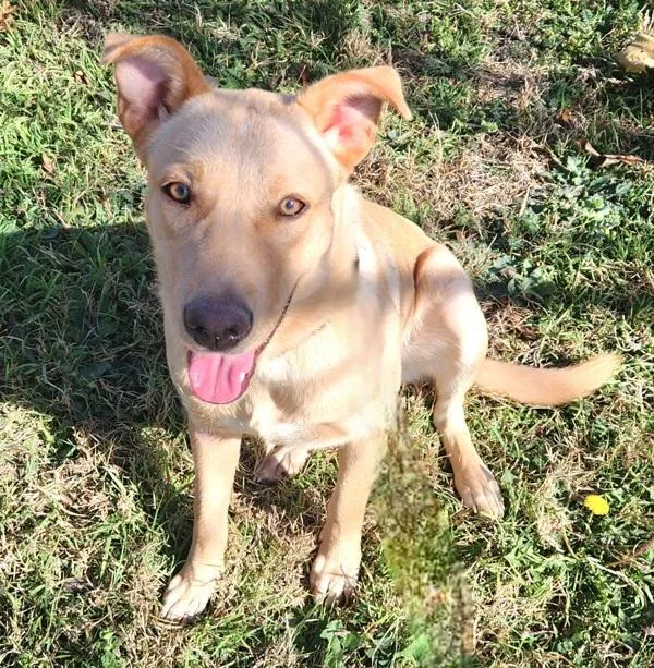 A young large-sized female Labrador Retriever dog named Sandy for adoption in Austin, TX