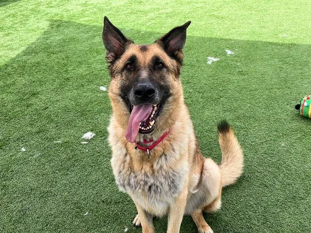 An adult large-sized male German Shepherd Dog dog named Alexander for adoption in Tustin, CA