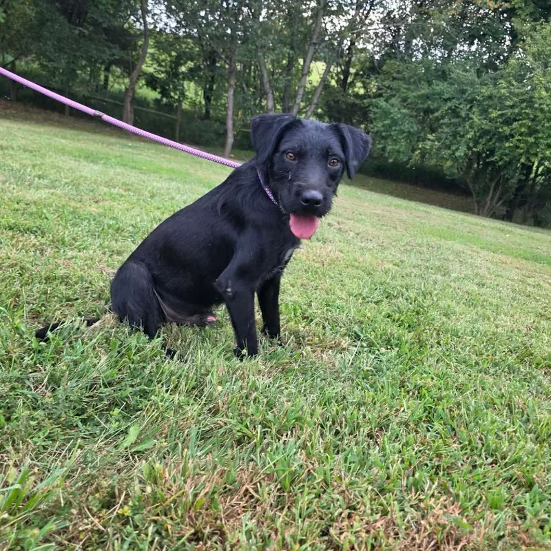 An adult medium-sized male Black Mixed Breed dog named Da Vinci for adoption in Jackson, MO