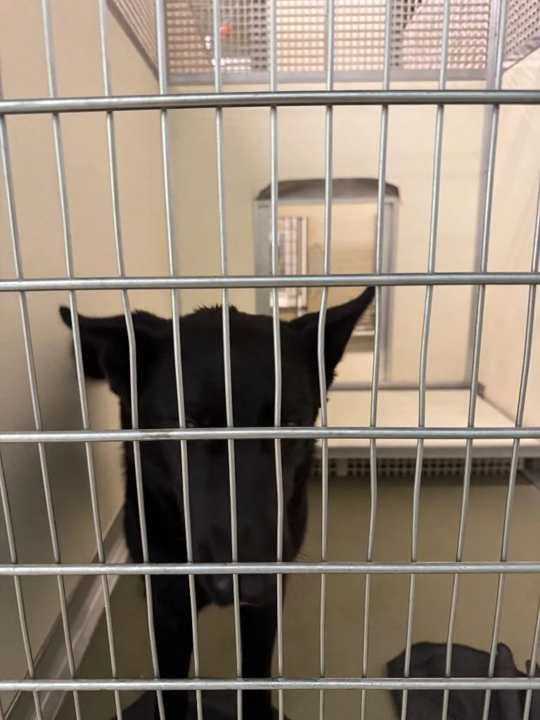 A young large-sized male Mixed Breed dog named Loves for adoption in Columbia, TN
