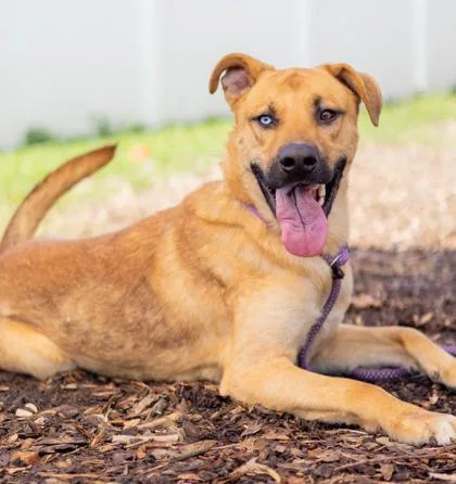 An adult large-sized male Mixed Breed dog named Theon for adoption in Chamblee, GA