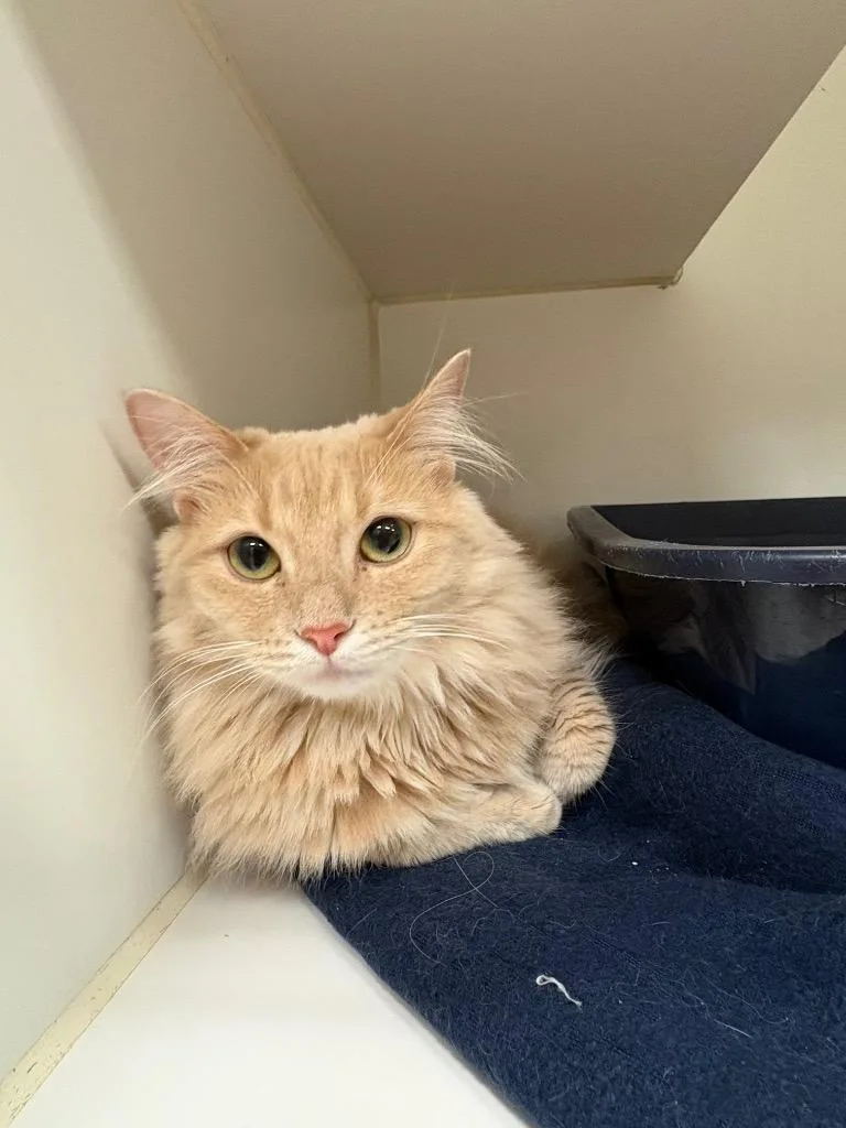 A young medium-sized female Domestic Long Hair cat named Oni for adoption in Johnson City, TN