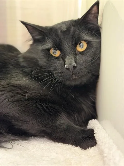 A young medium-sized male Domestic Medium Hair cat named Shadow for adoption in Brighton, CO