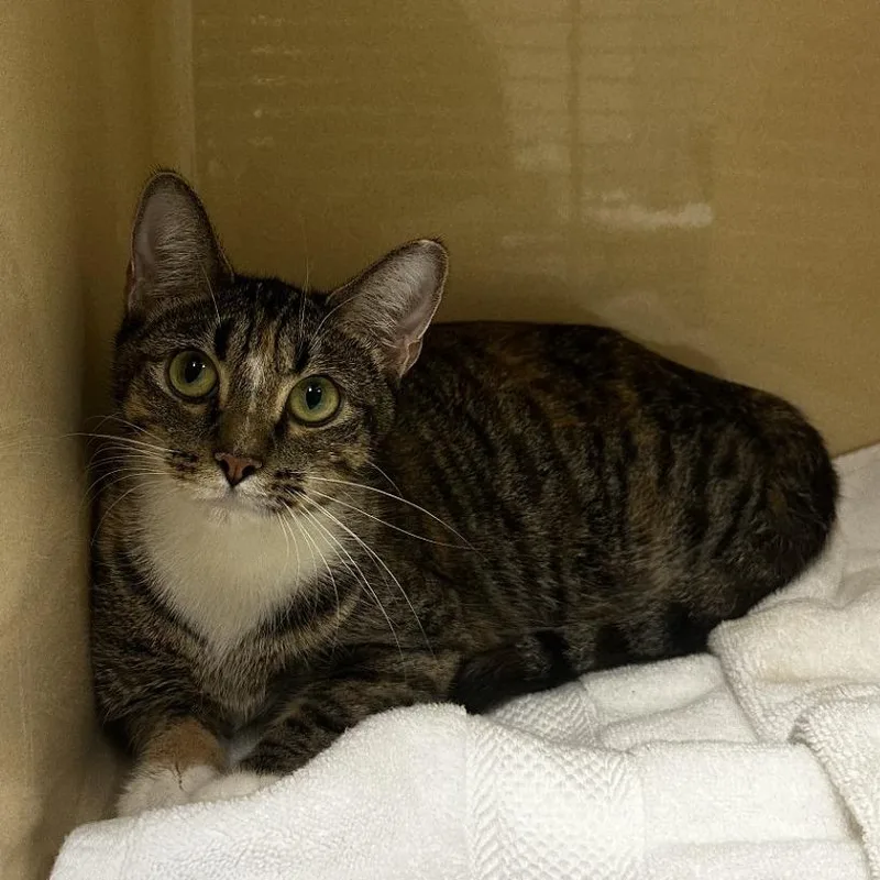 An adult medium-sized female Brown / Chocolate Domestic Short Hair cat named Abby for adoption in Blue Ridge, GA