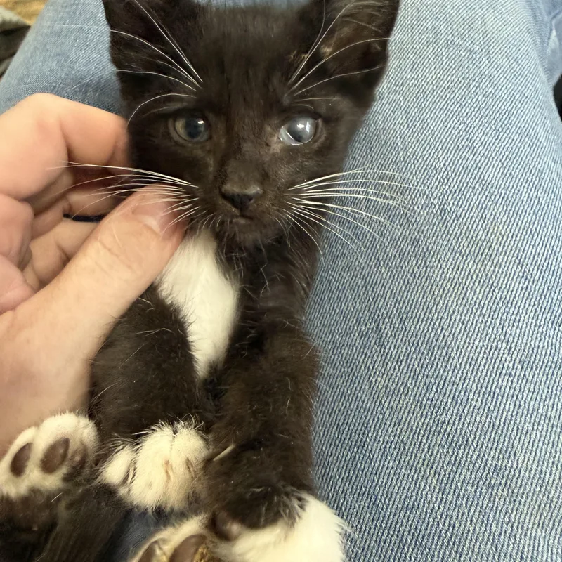 A baby medium-sized male Tuxedo cat named Sven for adoption in Columbia, SC