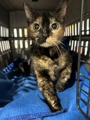 A senior medium-sized female Domestic Short Hair cat named Cali Kit Kat for adoption in Cincinnati, OH