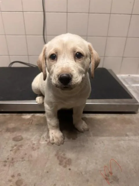 A baby medium-sized male Yellow Labrador Retriever dog named Kilo for adoption in Estes Park, CO