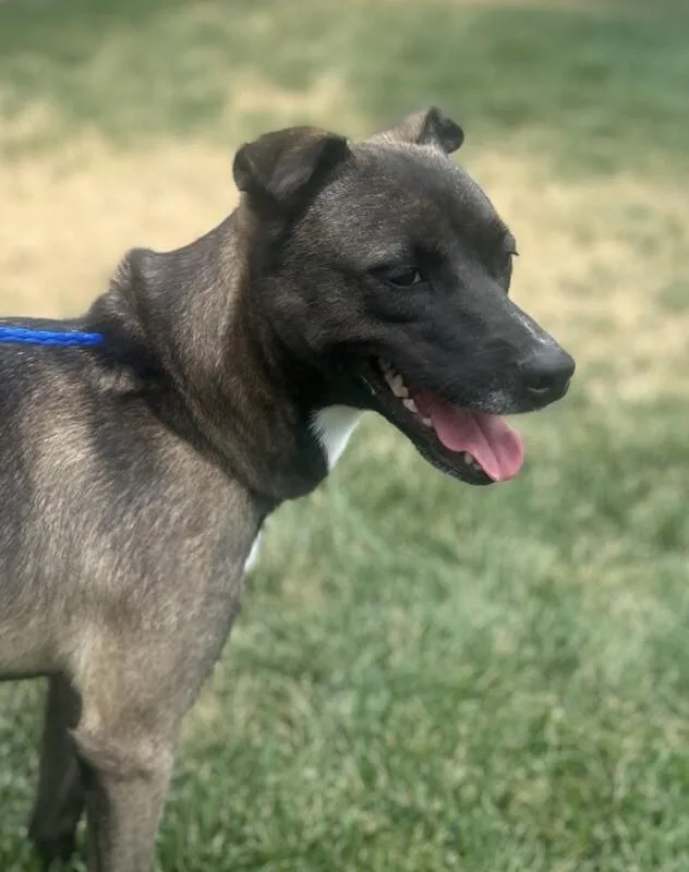 A young medium-sized female Black Basenji dog named Rinna for adoption in Fruit Heights, UT