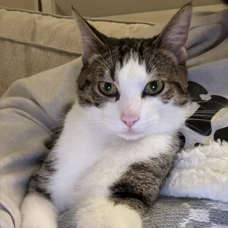 An adult small-sized male Brown / Chocolate Domestic Short Hair cat named Pickles for adoption in Hemet, CA