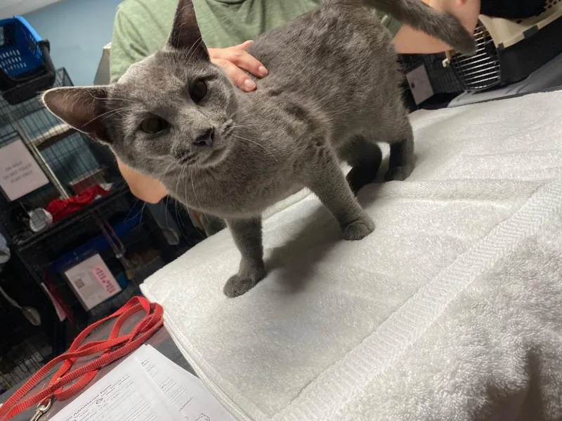 An adult medium-sized male Domestic Short Hair cat named Criss Cross for adoption in Wabash, IN