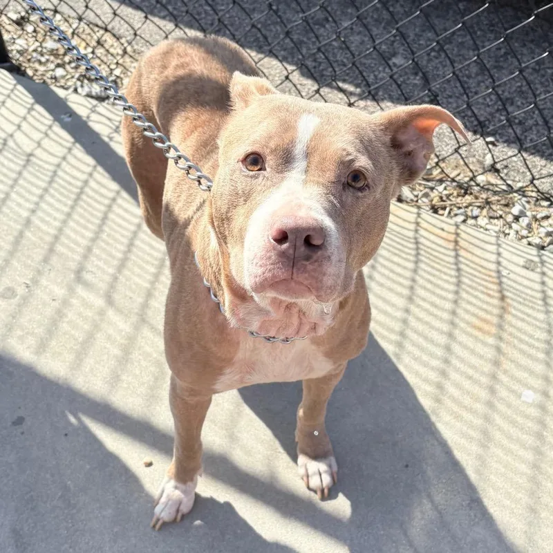 An adult medium-sized female Brown / Chocolate Mixed Breed dog named Julz for adoption in Philadelphia, PA