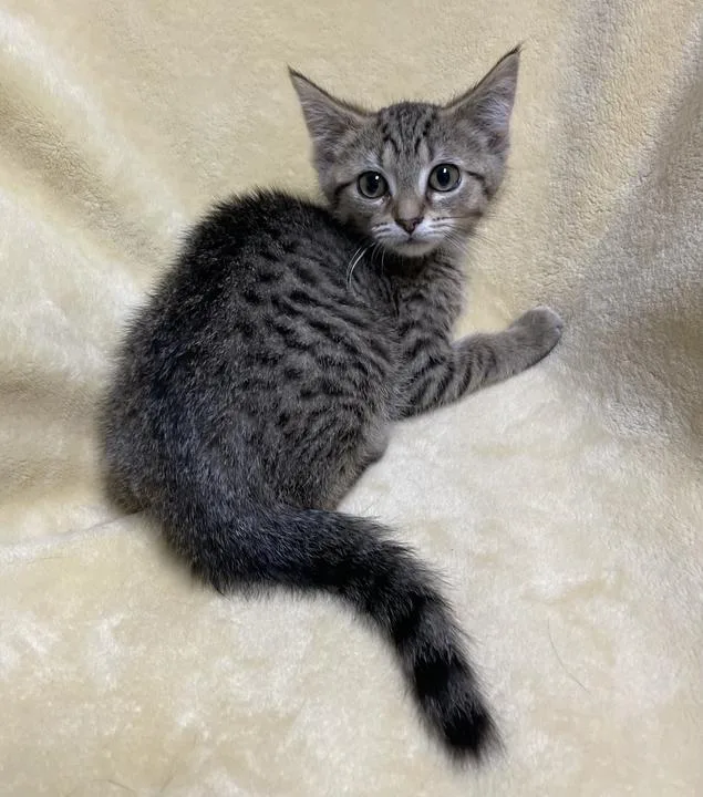 A baby small-sized female Domestic Short Hair cat named Vitani for adoption in Jackson, MI