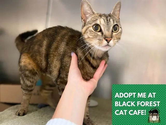An adult small-sized female Domestic Short Hair cat named Stormi for adoption in Fort Wayne, IN