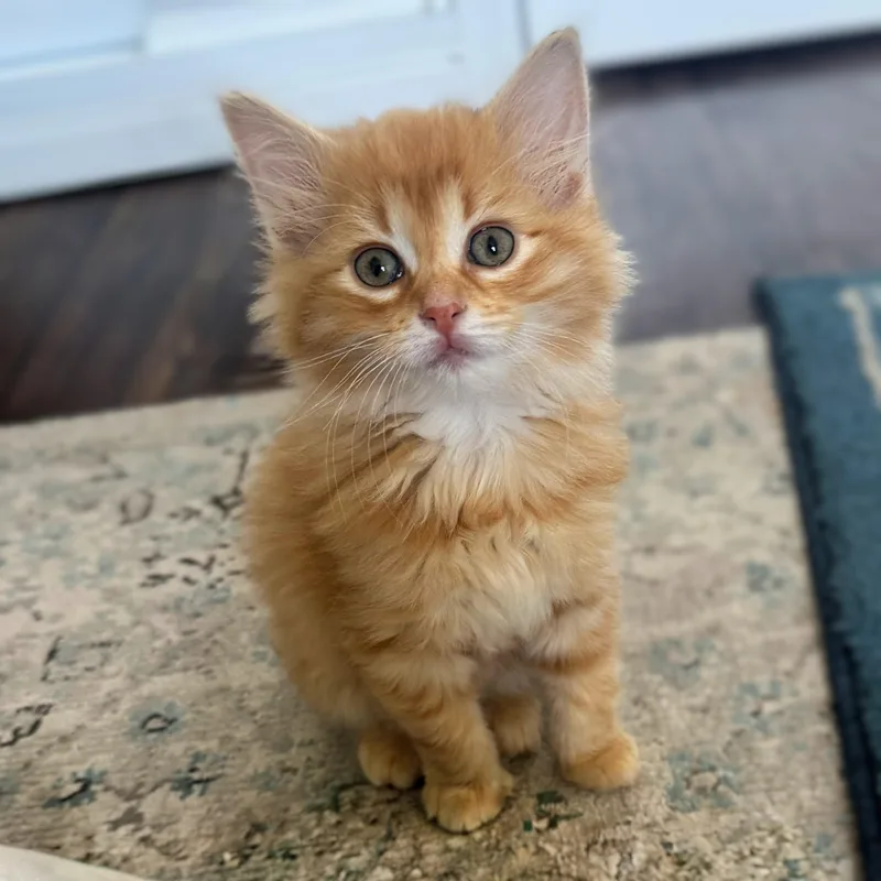 A baby medium-sized female Tabby (Orange / Red) Domestic Long Hair cat named Fluffy for adoption in Chicago, IL