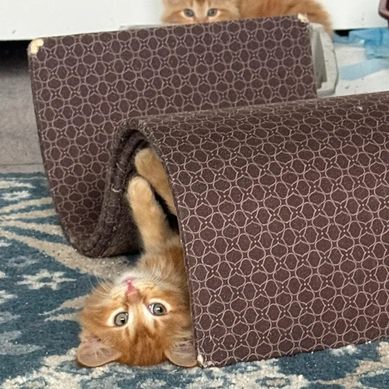 Fluffy thumbnail 4