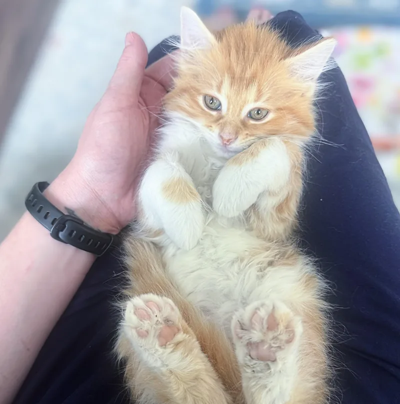 Fluffy thumbnail 5