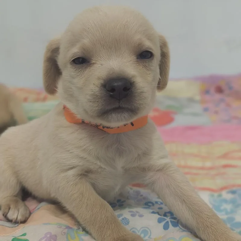 A baby small-sized female White / Cream Dachshund dog named Athena for adoption in Othello, WA
