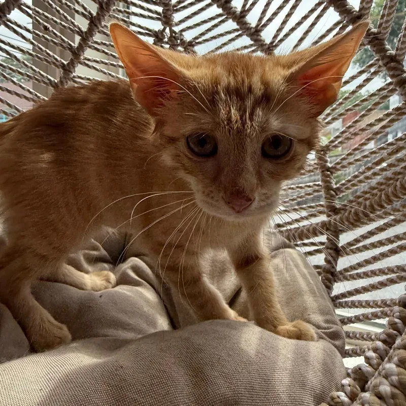 A baby small-sized female Orange / Red Domestic Short Hair cat named Carrot for adoption in Pasadena , MD