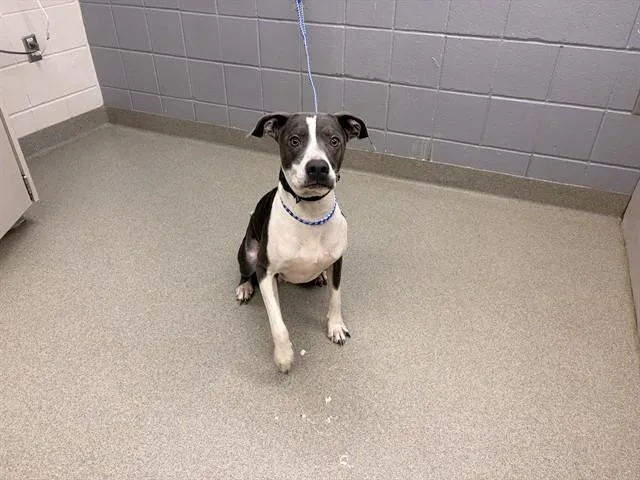 An adult large-sized female German Shorthaired Pointer dog named Nova for adoption in Omaha, NE