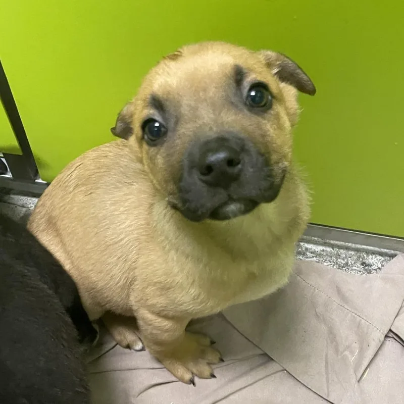 A baby medium-sized male Yellow / Tan / Blond / Fawn Terrier dog named Beaver for adoption in Spokane, WA