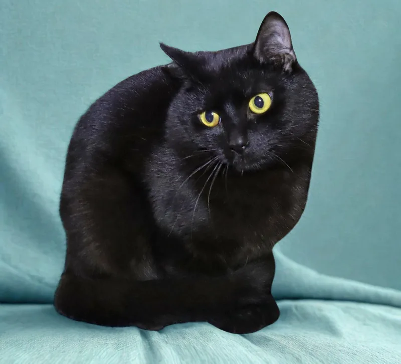 A young medium-sized male Black Domestic Short Hair cat named Smalls for adoption in Euclid, OH