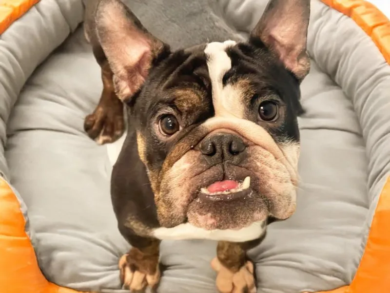 An adult medium-sized male English Bulldog dog named Biscuit for adoption in Fort Lauderdale, FL