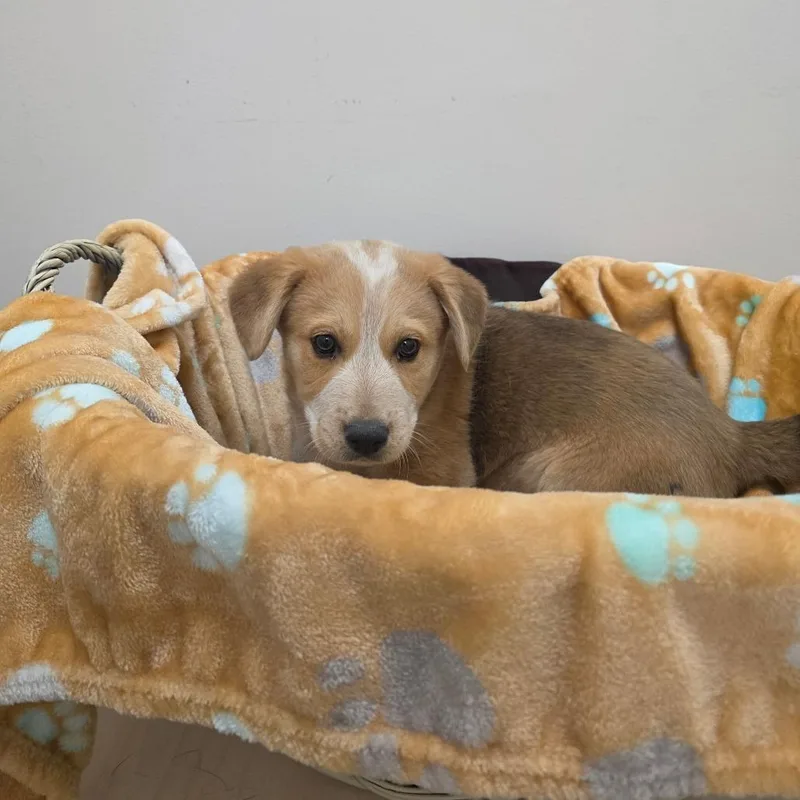 A baby small-sized male Yellow / Tan / Blond / Fawn Australian Cattle Dog / Blue Heeler dog named Little Falls for adoption in Chatham, VA