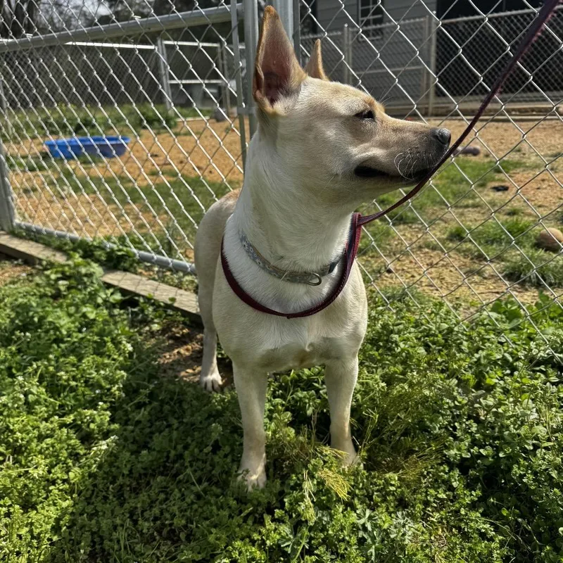 A baby medium-sized female Yellow / Tan / Blond / Fawn Shepherd dog named Myrtle for adoption in Parrish, AL