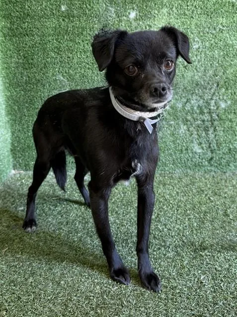 An adult small-sized male Chihuahua dog named Roosevelt for adoption in Lancaster, CA