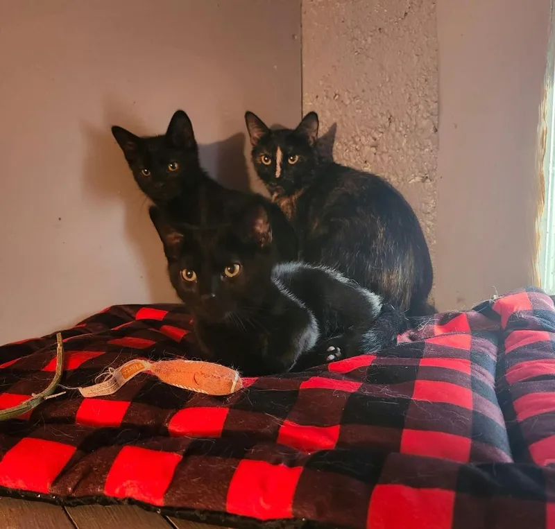 A baby medium-sized male Domestic Short Hair cat named Inky for adoption in Salt Lake City, UT
