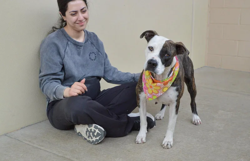 Zoomie Petunia thumbnail 2