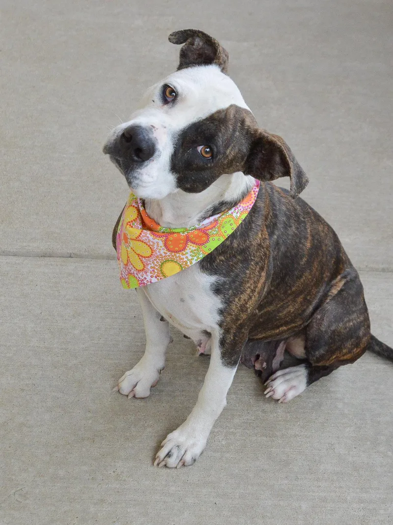 Zoomie Petunia thumbnail 3