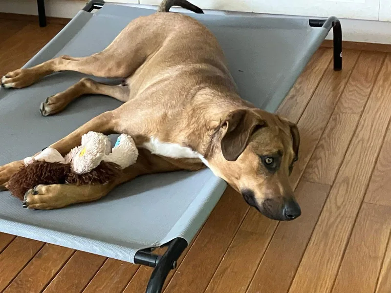 Green Bean thumbnail 3