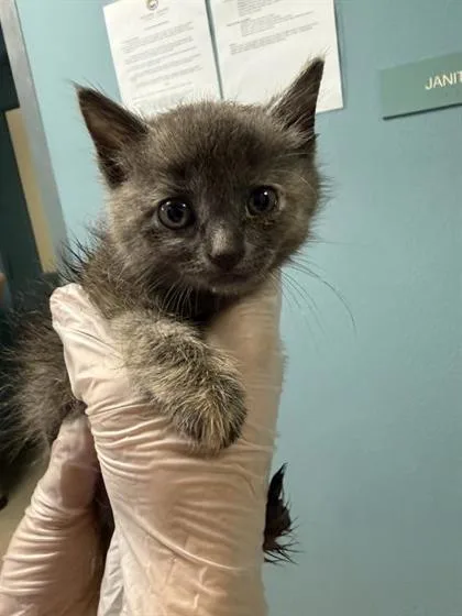 A baby small-sized female Domestic Short Hair cat named Greta for adoption in West Chester, PA