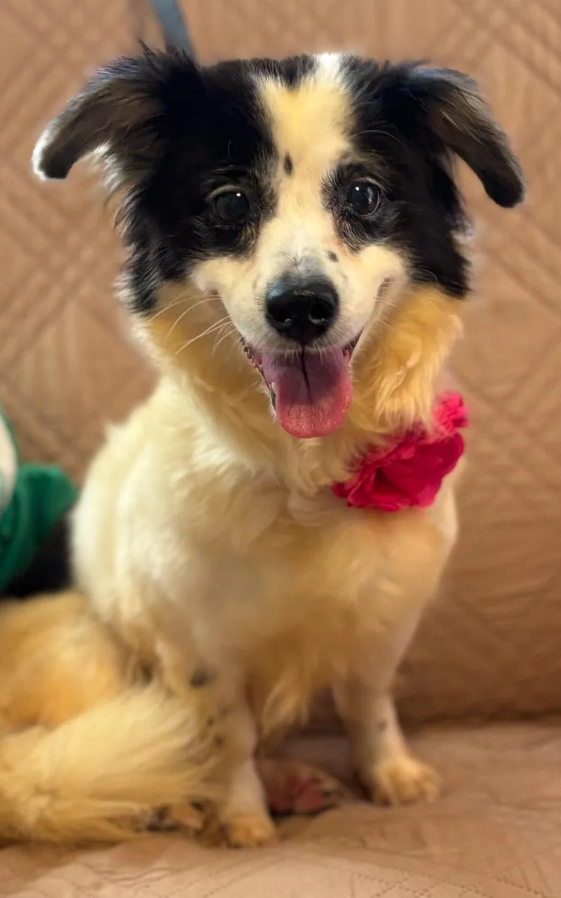An adult small-sized female Papillon dog named Elara for adoption in New York, NY